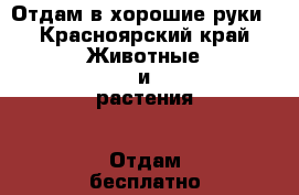 Отдам в хорошие руки - Красноярский край Животные и растения » Отдам бесплатно   . Красноярский край